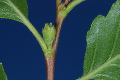 Nothofagus obliqua