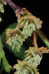 Nothofagus obliqua