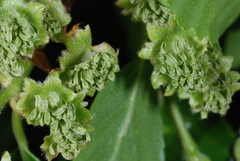 Nothofagus obliqua
