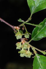 Nothofagus obliqua