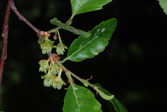 Nothofagus obliqua