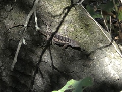 Sceloporus olivaceus