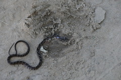 Palusophis bifossatus