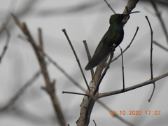 Anthracothorax veraguensis