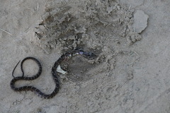 Palusophis bifossatus