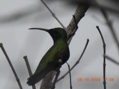 Anthracothorax veraguensis