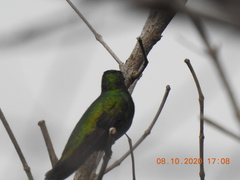 Anthracothorax veraguensis