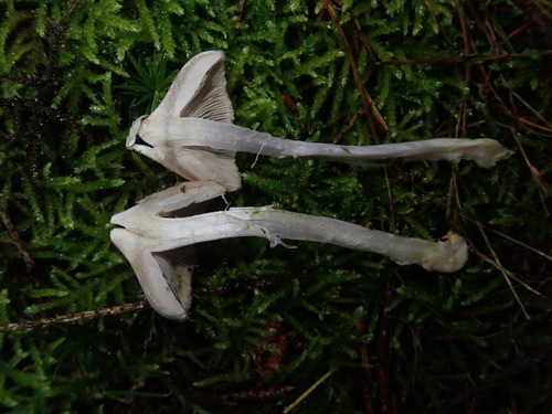 White Fibrecap