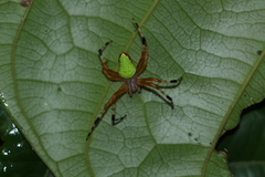 Eriophora nephiloides