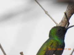 Anthracothorax veraguensis