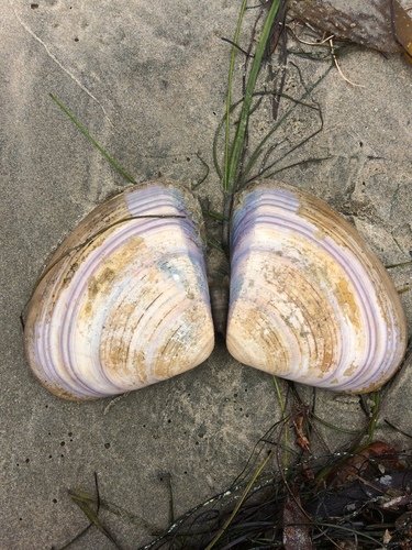 Pismo Clam