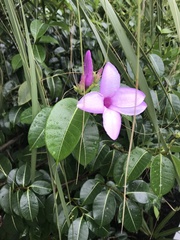 Cryptostegia