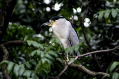 Nycticorax nycticorax