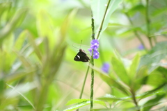 Notocrypta curvifascia
