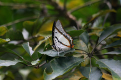 Polyura nepenthes