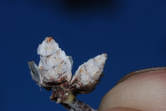 Nothofagus obliqua