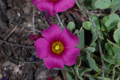 Oxalis squamata