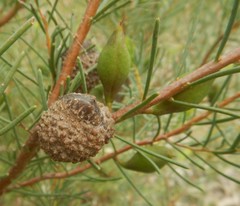 Hakea nodosa