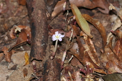 Voyria truncata
