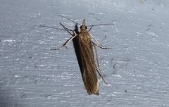 Eudonia atmogramma
