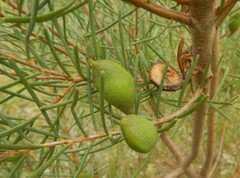 Hakea nodosa