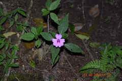 Impatiens platypetala