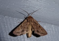 Ichneutica averilla