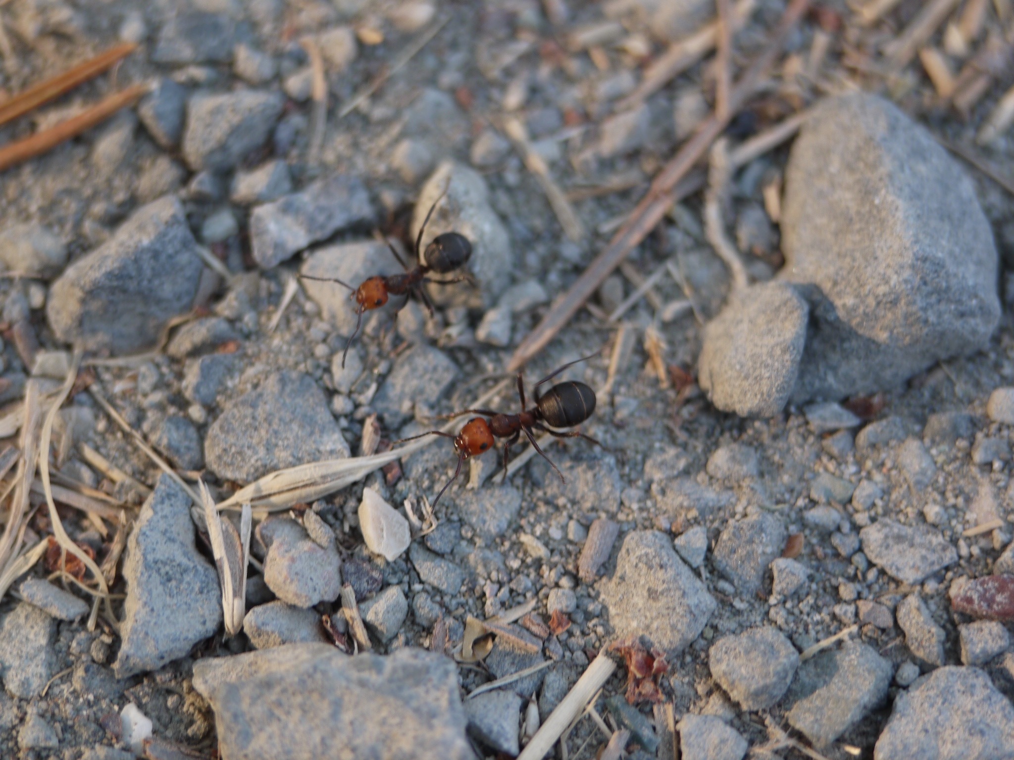 Formica obscuripes