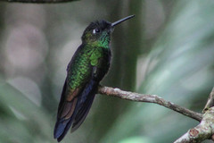 Heliodoxa leadbeateri