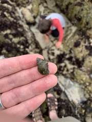 Acanthinucella punctulata