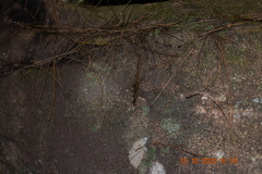 Sphenomorphus puncticentralis