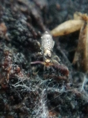 Pogonognathellus flavescens