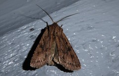 Ichneutica averilla