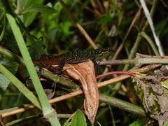 Anolis ventrimaculatus