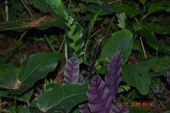 Goeppertia lietzei