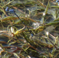 Argia sedula