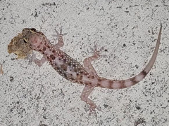 Hemidactylus turcicus