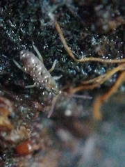 Pogonognathellus flavescens