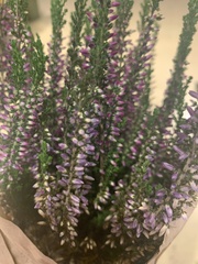 Calluna