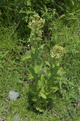 Asclepias ovata