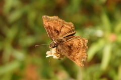 Antigonus funebris