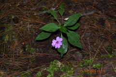 Impatiens platypetala
