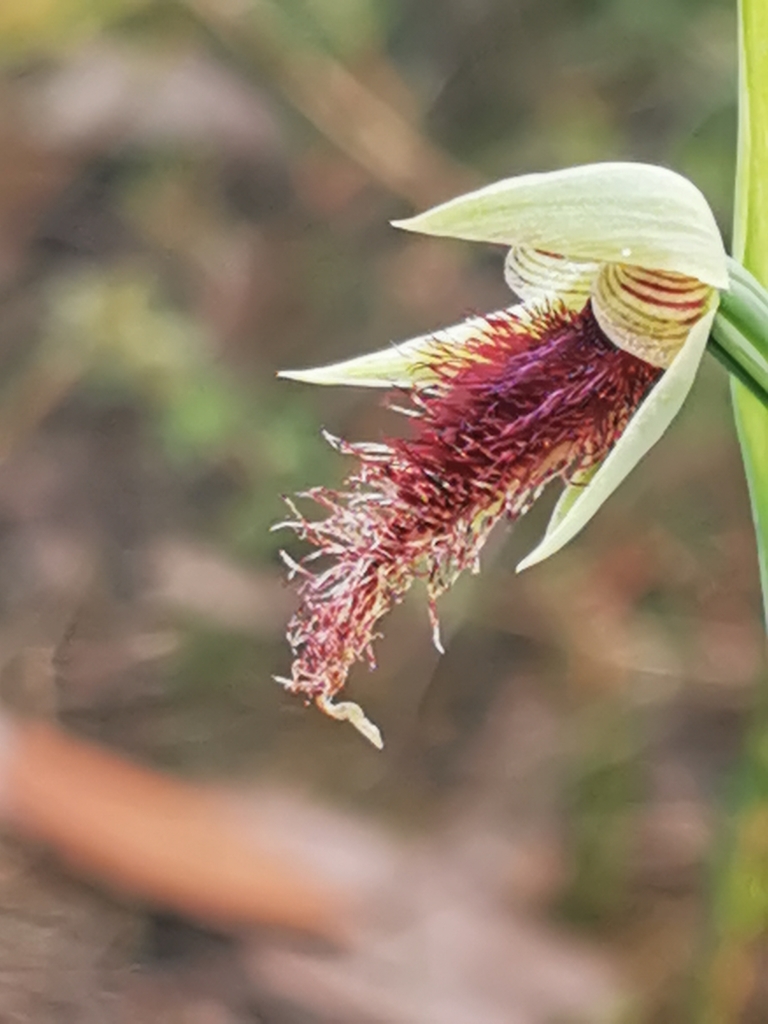 Calochilus platychilus