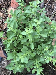 Stachytarpheta microphylla