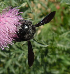Xylocopa