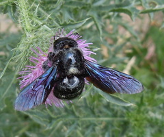 Xylocopa