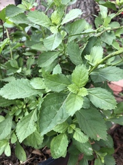 Stachytarpheta microphylla