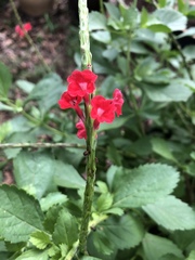 Stachytarpheta microphylla