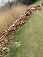 Sorghastrum