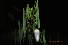 Zapoteca portoricensis